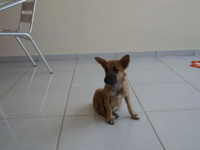 Cachorro raça SRD idade 2 a 6 meses nome Melissa