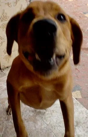 Cachorro raça misturado idade 7 a 11 meses nome hulk