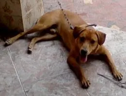 Cachorro raça misturado idade 7 a 11 meses nome hulk