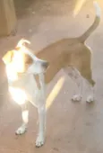 Kika