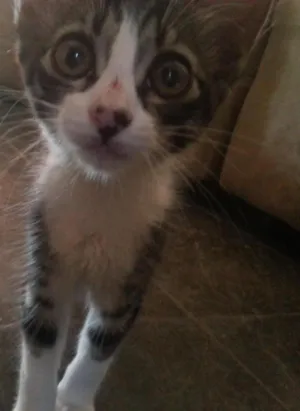 Gato raça  idade 2 a 6 meses nome Ainda não tem nome