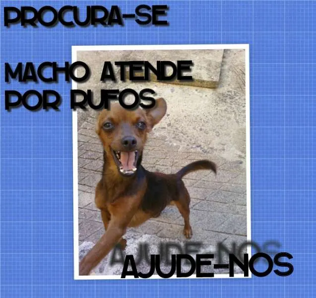 Cachorro ra a Pinscher idade 3 anos nome Rufina