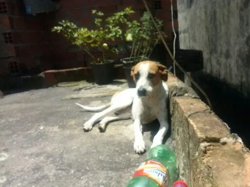 Cachorro ra a Perdigueiro com vira lata idade 3 anos nome Akira