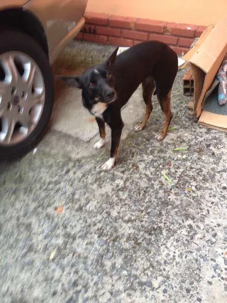 Cachorro ra a Indefinido idade 2 a 6 meses nome Indefinido