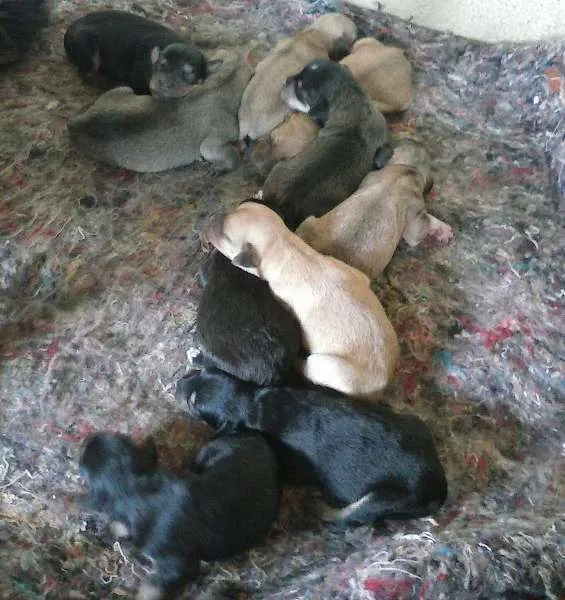 Cachorro ra a Cruzado com Poodle idade Abaixo de 2 meses nome Sem Nome Definido