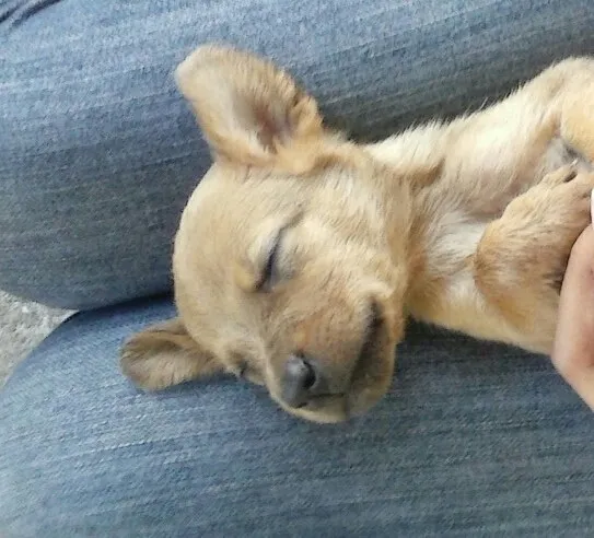 Cachorro ra a Cruzado com Poodle idade Abaixo de 2 meses nome Sem Nome Definido