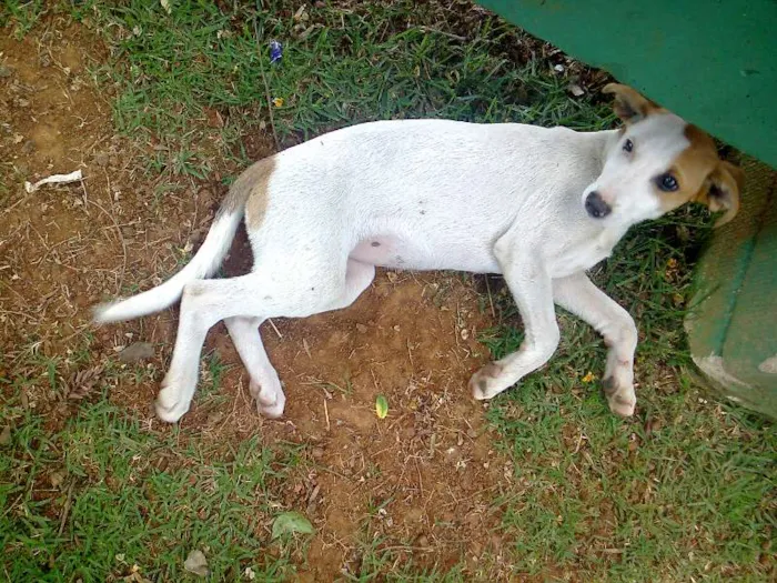 Cachorro raça SRD idade Abaixo de 2 meses nome Sem Nome