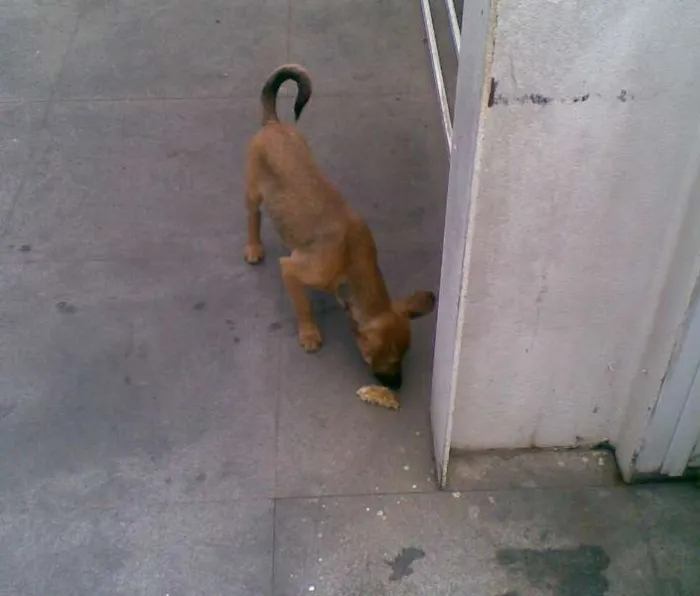 Cachorro raça SRD idade Abaixo de 2 meses nome Sem Nome