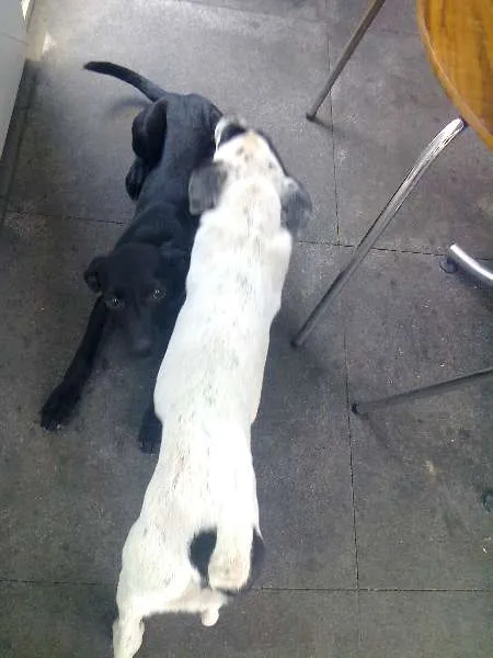 Cachorro raça SRD idade Abaixo de 2 meses nome Sem Nome