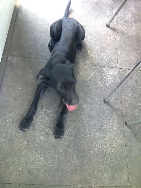 Cachorro raça SRD idade Abaixo de 2 meses nome Sem Nome