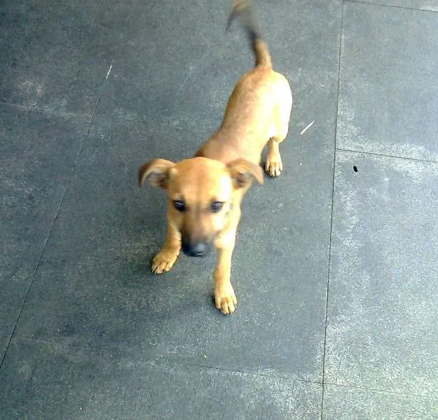 Cachorro raça SRD idade Abaixo de 2 meses nome Sem Nome