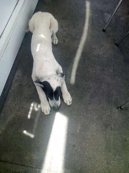 Cachorro raça SRD idade Abaixo de 2 meses nome Sem Nome