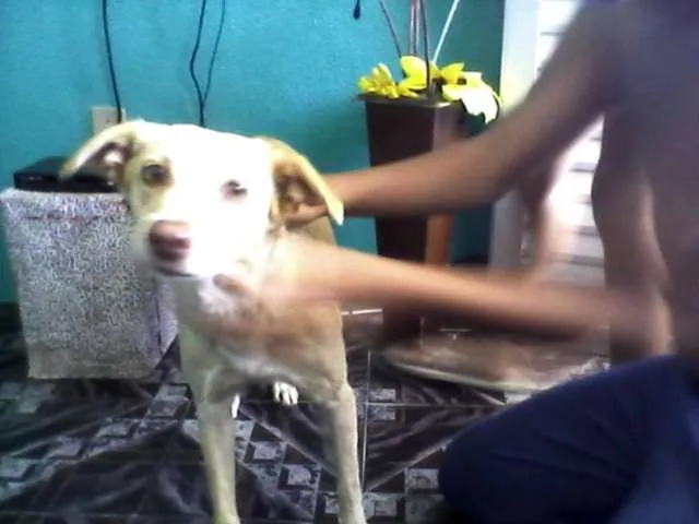 Cachorro raça vira lata idade 2 anos nome Galega