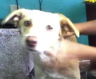 Cachorro raça vira lata idade 2 anos nome Galega