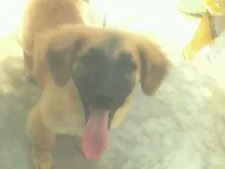Cachorro raça SRD idade 2 anos nome faisca