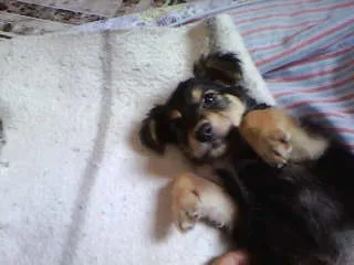 Cachorro ra a não tem  idade Abaixo de 2 meses nome não tem 