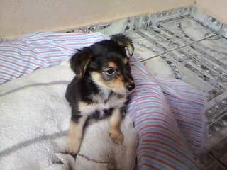 Cachorro ra a não tem  idade Abaixo de 2 meses nome não tem 