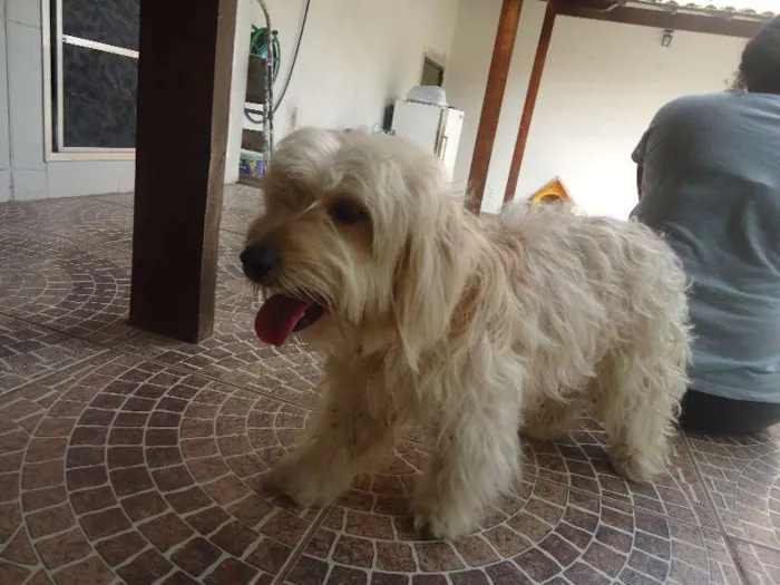 Cachorro raça Poodle idade  nome não sei