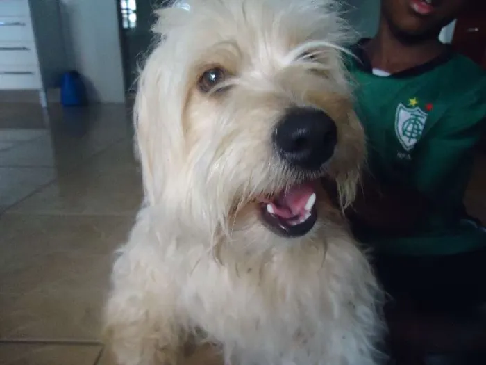 Cachorro raça Poodle idade  nome não sei