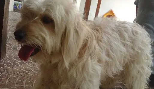 Cachorro raça Poodle idade  nome não sei