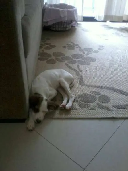 Cachorro ra a vira lata idade 7 a 11 meses nome Julie