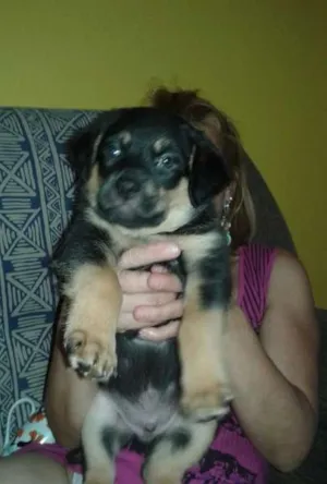 Cachorro raça SRD idade 2 a 6 meses nome BOLOTA