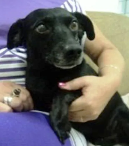 Cachorro ra a Vira lata idade 6 ou mais anos nome Pax