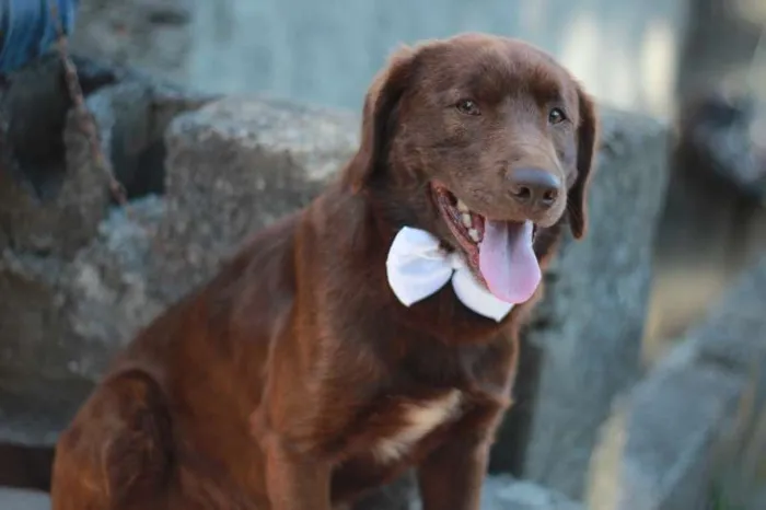 Cachorro ra a SRD idade 1 ano nome Chocolate