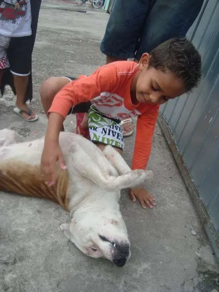 Cachorro ra a SRD idade 3 anos nome Billy