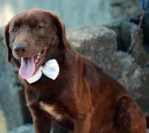 Cachorro raça SRD idade 1 ano nome Chocolate