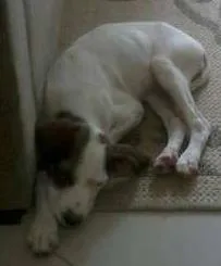 Cachorro ra a vira lata idade 7 a 11 meses nome Julie