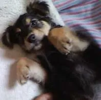 Cachorro ra a não tem  idade Abaixo de 2 meses nome não tem 