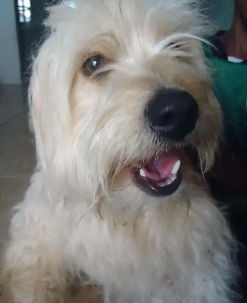 Cachorro raça Poodle idade  nome não sei