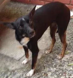 Cachorro ra a Indefinido idade 2 a 6 meses nome Indefinido