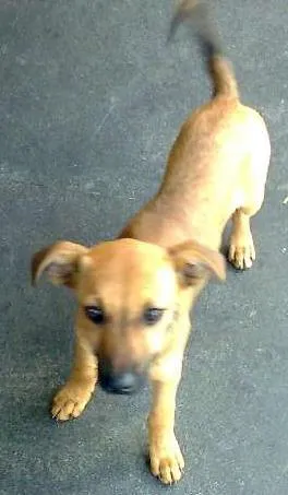 Cachorro raça SRD idade Abaixo de 2 meses nome Sem Nome