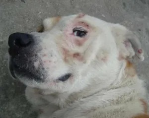 Cachorro raça SRD idade 3 anos nome Billy