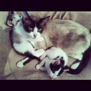 Gato raça persa e vira-lata idade 2 a 6 meses nome sem nome