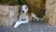 Jolie