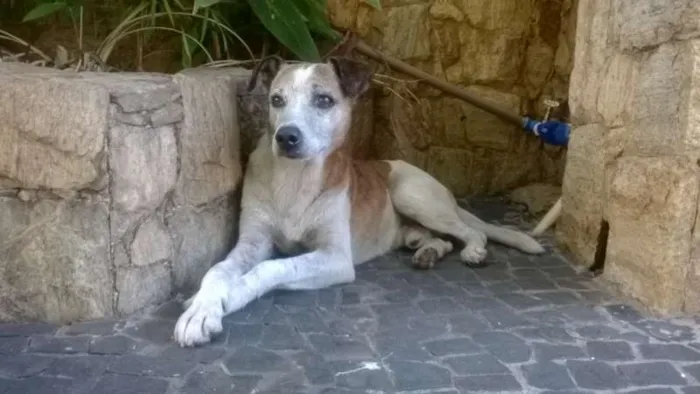 Cachorro ra a Vira-latas idade  nome Jolie