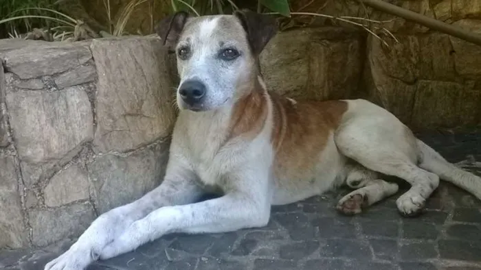 Cachorro ra a Vira-latas idade  nome Jolie