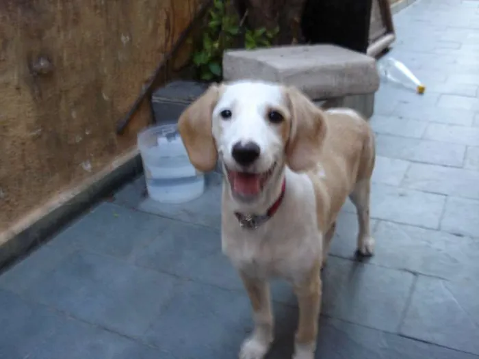 Cachorro ra a SRD idade 2 a 6 meses nome Chuvisca(apelido)