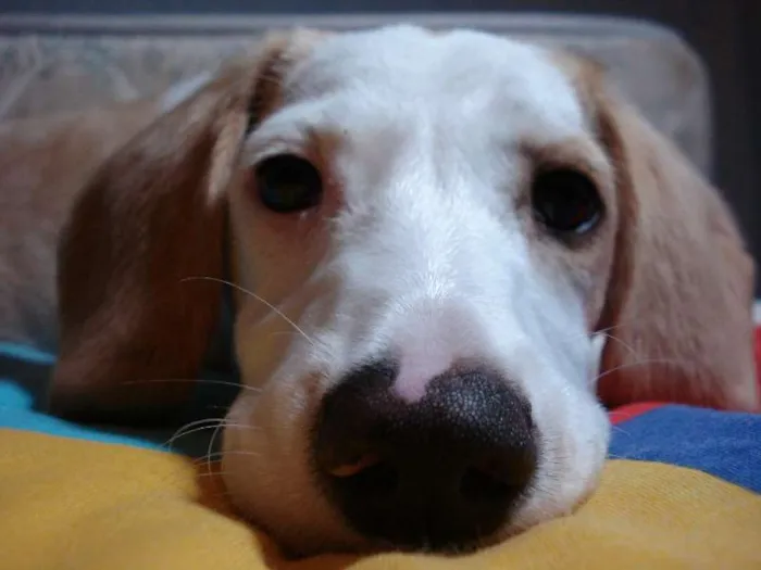 Cachorro ra a SRD idade 2 a 6 meses nome Chuvisca(apelido)