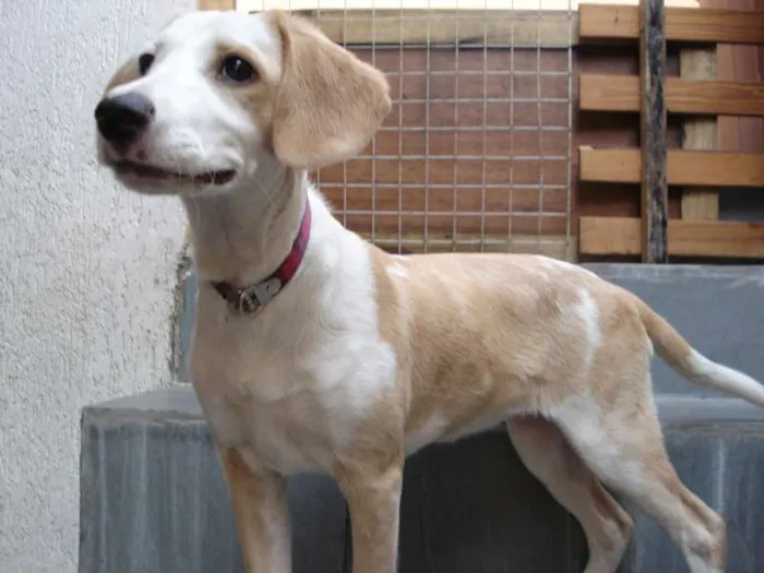 Cachorro ra a SRD idade 2 a 6 meses nome Chuvisca(apelido)
