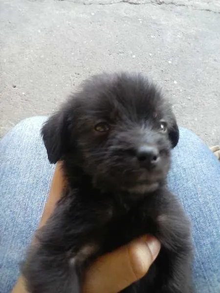 Cachorro ra a Cruzado com Poodle idade Abaixo de 2 meses nome Sem Nome Definido
