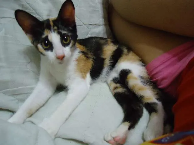 Gato ra a SRD idade 2 a 6 meses nome Sara