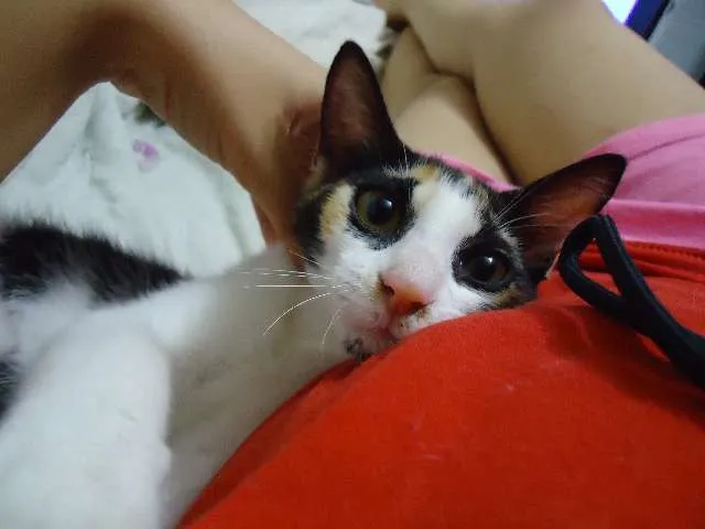 Gato ra a SRD idade 2 a 6 meses nome Sara