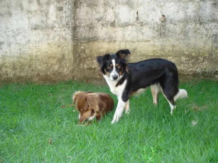 Cachorro raça indefinida idade 7 a 11 meses nome tri e sol
