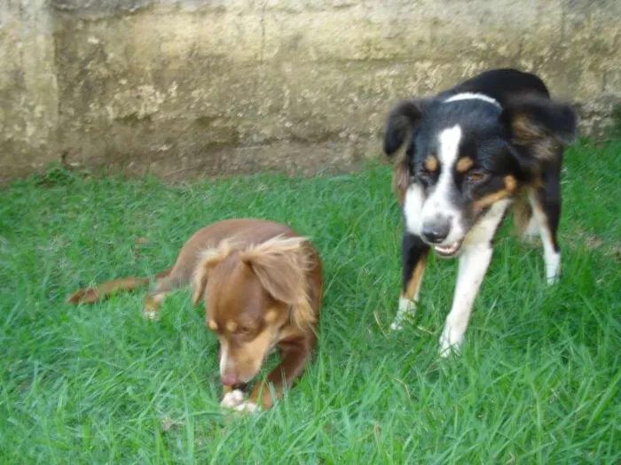 Cachorro raça indefinida idade 7 a 11 meses nome tri e sol