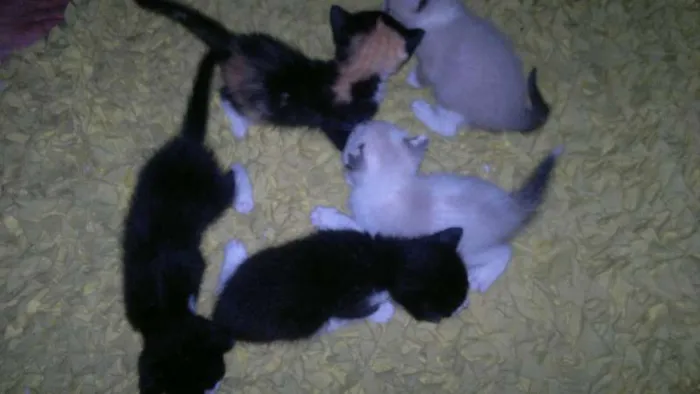 Gato raça  idade Abaixo de 2 meses nome GATINHUS