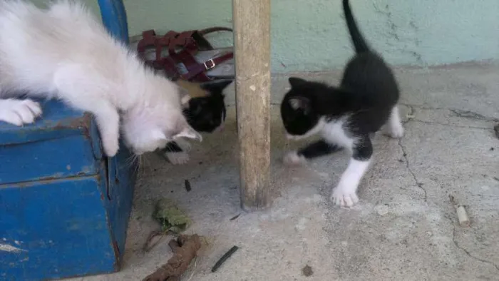 Gato raça  idade Abaixo de 2 meses nome GATINHUS